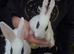 2 baby rabbits