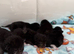 Kittens for sale
