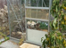 Pair of Spanish eyed lizards ie timing lepidus