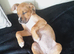9 week American pup ready now