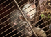 4 Male Rats