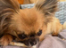 (Reserved)Beautiful long haired fawn boy kc registered