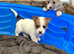 1 Long haired Jack Russel boy