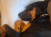 Dobbie my beautiful Dobermann