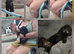 Gprockerpoos for sale