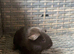 Baby guinea pigs all males