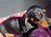 M&eacute;dium sized short legged Dachshund puppies