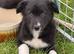 KC Reg Gorgeous Border Collie puppies
