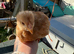 Hybrid Laying Hen Chicks