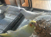 Hand reared baby cockatiels