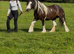 For sale princesses 6yo mare