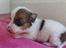 Gorgeous Pedigree Jack Russell Puppies