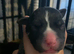 Staffordshire bull terrier pups available