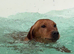 KC Registered Labrador Female