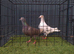 Almond breeder pair