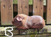 Pair of bonded guinea pigs - cage also available