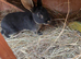 Black velvet otter Rex
