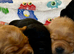 Beautiful Black & Red/Yellow Pure Breed Labrador Puppies For Loving Family/Working Homes