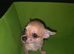 Quality KC Registered puppies