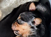 Pedigree yorkies ready June 30th 2026 one Edit All reserved now left!