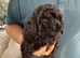 Kennel club puppy