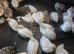 Button quail