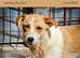 Avis... mixed breed shy girl.