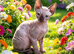 STUNNING CANADIAN SPHYNX BOYS