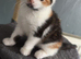 Beautiful calico kitten
