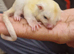 Leucistic Sugar Glider Young Boy