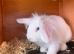 Female lion lop