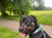 Staff cross needing a new home