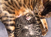 Bengal kittens x3 pedigree tica reg