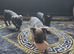 French bulldog girls