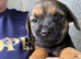 Four Kc reg border terrier pups