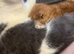 2 kittens