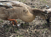 Crested runner duck x ( pending collection )