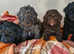 Gorgeous black and silver merle Poodle for STUD ONLY