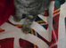 6 kittens