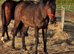 Lovely 2yr sports horse filly