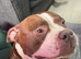4 year old standard American bully