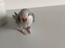 Baby Quaker Glasgow