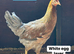 Coloured hybrid hens at pol