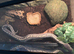 3 year old male ball python with set up