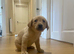 KC Registered Lab Pups