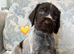 Kc reg german wirehaired pointer puppies for sale