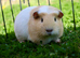 Single male smooth guinea pig
