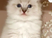 STUNNING RAGDOLL TREASURES