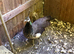 Indian blue peahen