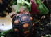 4x baby Red foot tortoises for sale - &pound;100 each